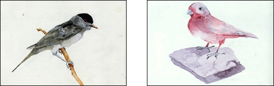 two birds